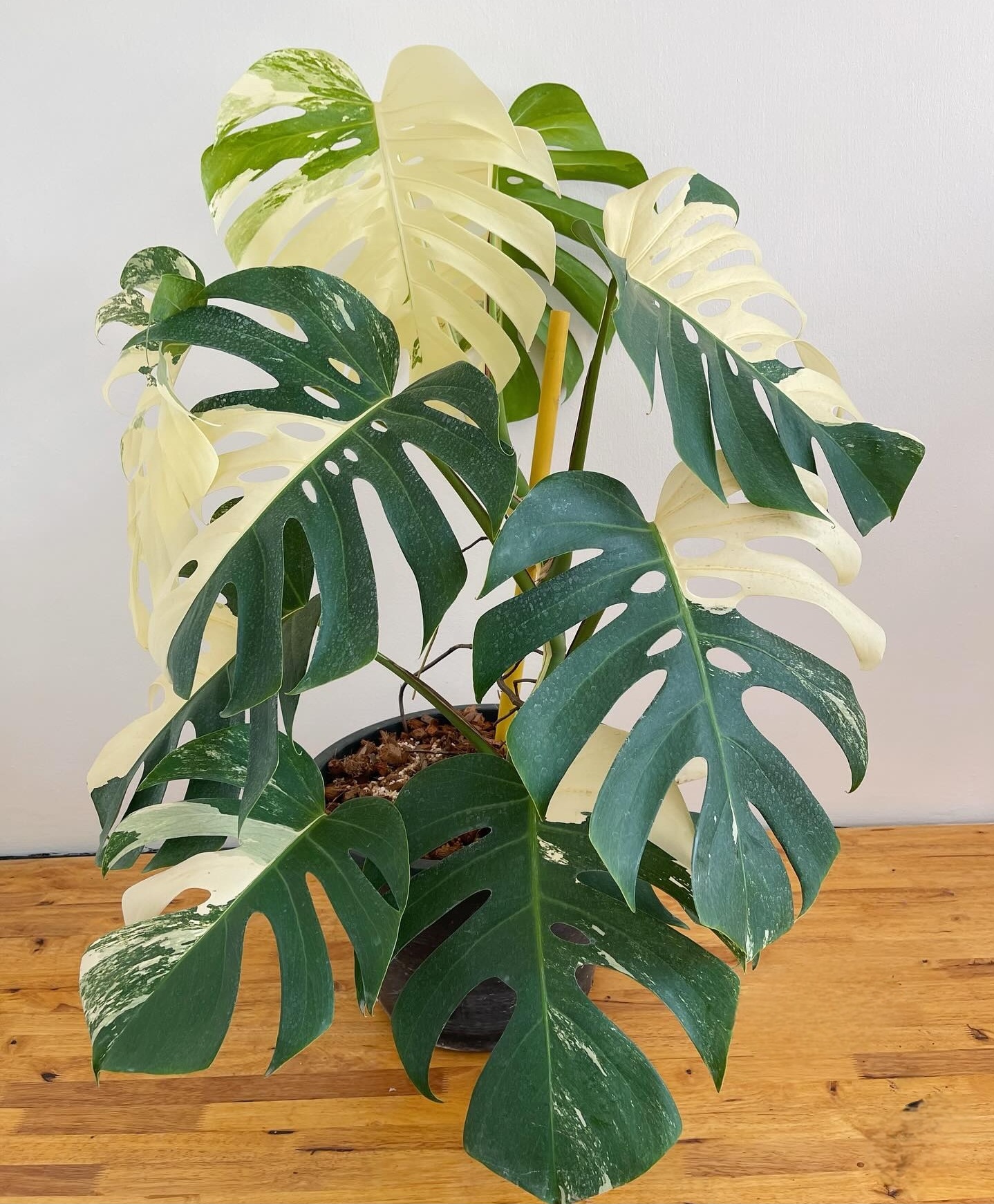 Plant image